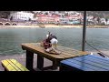 Seagulls Steal Food At Kalk Bay Harbour
