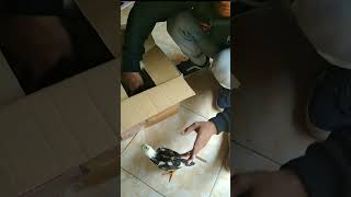 Download lagu BELI AYAM SHAMO LEWAT ONLINE MURAH ??? mp3