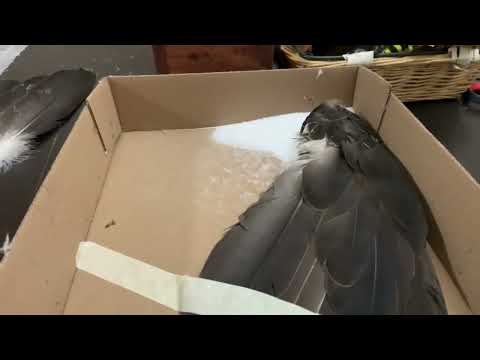 Curing Eagle Wing Tips