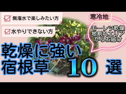 園芸 乾燥に強い植物、タルバギア