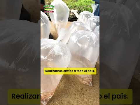 Alevines de Tilapia Roja @AcuaAgroElPezAmigo