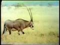 Sesame Street 6 Oryx