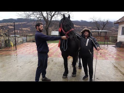 Caii lui Virgil si Razvan de la Rusor, Hunedoara - 2021 Nou!!!