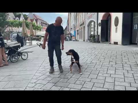 Gestresster Hund mit abnormalem Bellverhalten