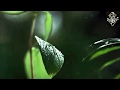Thenmerkku Paruvakatru Bgm Whatsapp Status