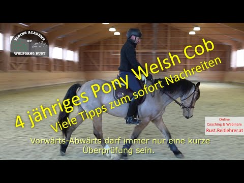 Pony Cookie Part 5: Tips on how to ride your horse today. The basics for rider and horse.