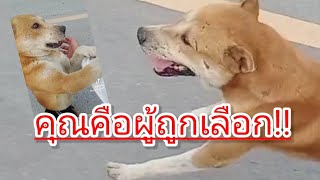 รู้ว่าไม่ใช่เจ้าของ แต่คุณคือผู้ถูกเลือก!!