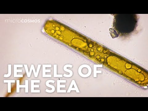 Tìm hiểu về tảo khuê