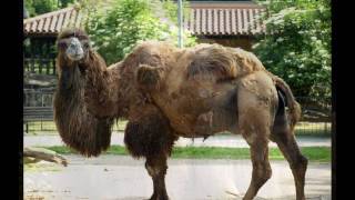 Page - En Dag På Zoo (Mix 91)