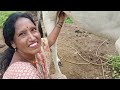 Cowprepare Milking Vlog