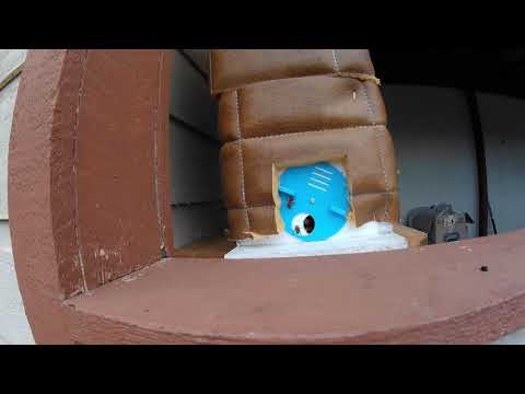 G&H Honey Bees - Spring came early