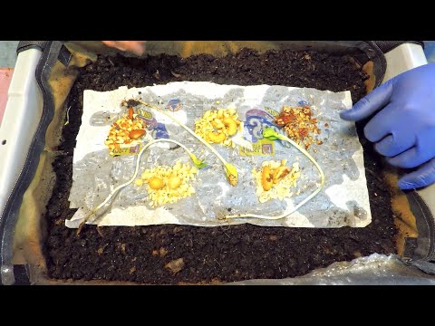 Experimental 19th feeding for mixed red worms in VermiBag - vermicompost