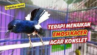 Download lagu TERAPI MENAIKAN EMOSI KACER AGAR KONSLET !! PANCINGAN DAN TERAPI KACER GACOR FULL ISIAN AGAR KONSLET mp3