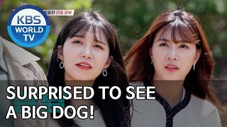 Surprised to see a BIG dog! [Dogs are incredible/ENG/2020.06.03]
