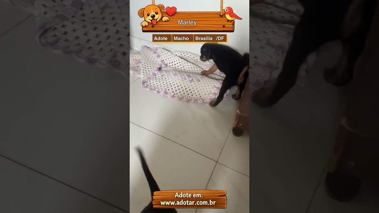 Cachorro raça SRD-ViraLata idade 2 a 6 meses nome Marley 