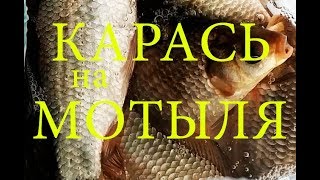 Ловля карася на мотыля в сентябре