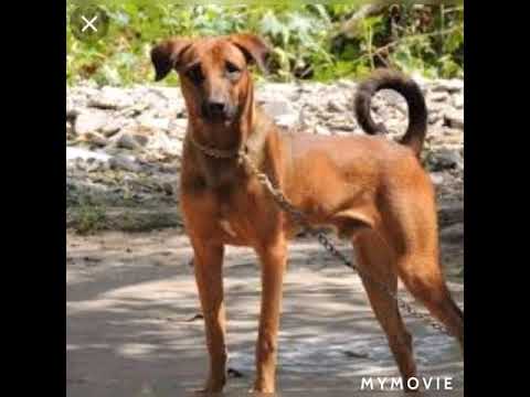 kombai Vs lion which is best please comment veralevel fight who is king