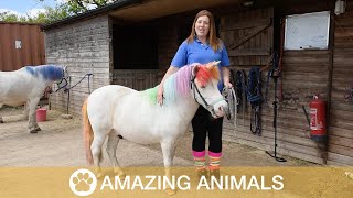 Woman Grooms Her Horses To Look Like Unicorns