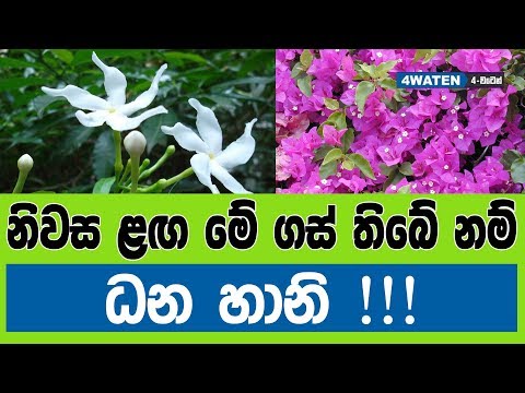 නිවස ළඟ මේ ගස් තිබේ නම් ධන හානි : 7 Gardening Tips 2019 (NEW)
