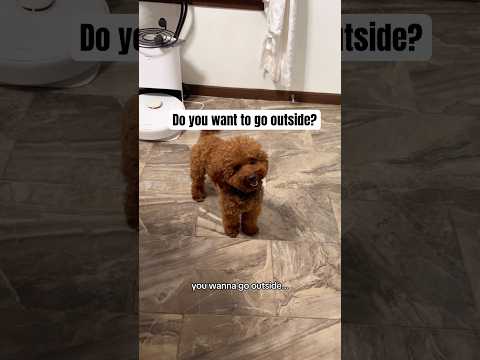 You sure you want to go outside, Bean?🤔 #dog #toypoodle #dogshorts #pets #funnydogs #dogvideo
