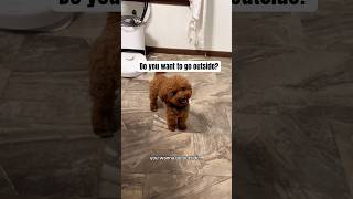 Download lagu You sure you want to go outside, Bean?🤔 #dog #toypoodle #dogshorts #pets #funnydogs #dogvideo mp3