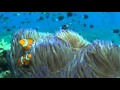 Diving Tufi Fiords  - Papua New Guinea 2015