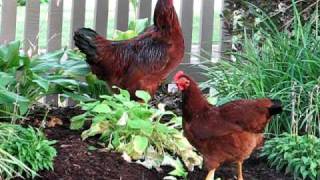 There are chickens in the trees