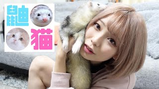 一人暮らしでフェレットと猫を飼ってる独身女子の一日