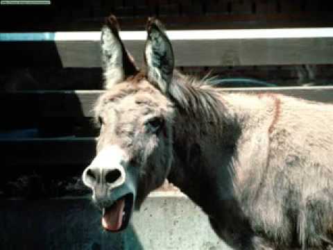 EL BURRO DON POLICARPO