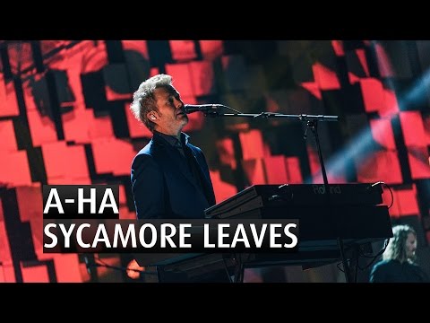 Sycamore Leaves - A-Ha
