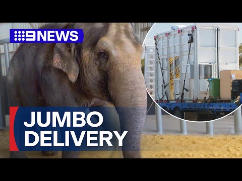 Adelaide Zoo welcomes new elephant from Perth | 9 News Australia
