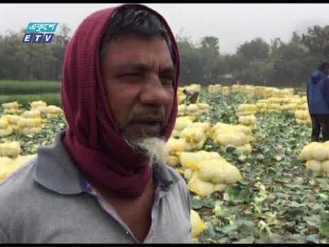 মেহেরপুরে উৎপাদিত বাঁধাকপি রপ্তানি হচ্ছে বিদেশে | ETV News