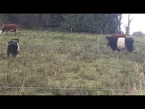 some amazing things can be seen when outwintering cattle the regenerative farming way