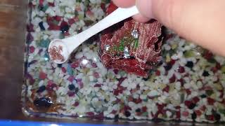 カニがむしゃむしゃする動画