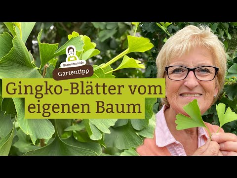 Gingko Baum im Garten - Können die Blätter von jedem Baum geerntet und verarbeitet werden?