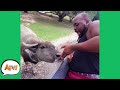 Don T Have A COW Funny Fails Reactions AFV 2020