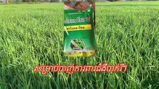 ស្រូវអូអឹម 5451 អាយុ ១ខែ២ថ្ងៃ