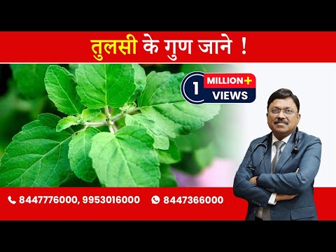 Tulsi extract powder, 25 kg