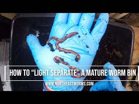 Hot to "Light Separate" a mature worm bin Let's do together the full process on how to harvest worms