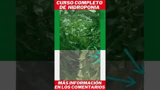curso de hidroponia gratis #shorts