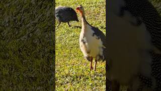 Galinha da angola chamando Tô Fraco! Cocá cocá cantando! #aves