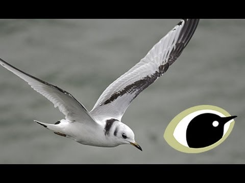 BTO Bird ID - Kittiwake and Other Small Gulls