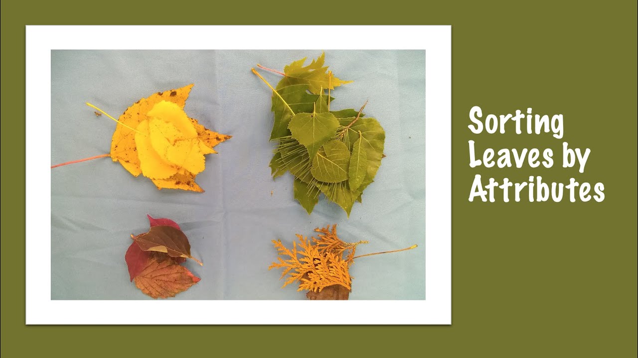 Sorting Leaves by Attributes Activity