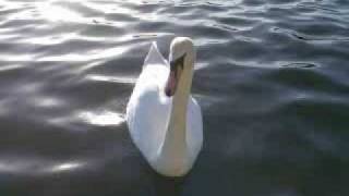 DNA Variations III (Sky) - Mute Swan - Stuart Mitchell (Composer)