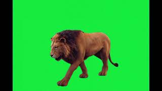 lion green screen video for video editing