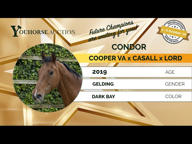 Condor