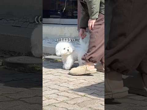 산책 줄이 없다고? 그럼 이렇게 산책하면 된다ㅋㅋ;; #꼬프리쉬