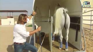Trailer Loading - How to Fix Anything with Horses presented by Elite Horsemanship