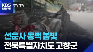 선운사 동백 봄빛 [뉴스광장 영상] / KBS  2026.04.13.