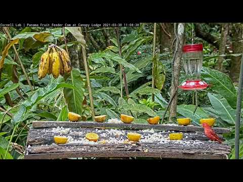 Hungry Summer Tanager, Rufous-tailed Hummingbird And Chestnut-headed Oropendola  – March 30, 2021